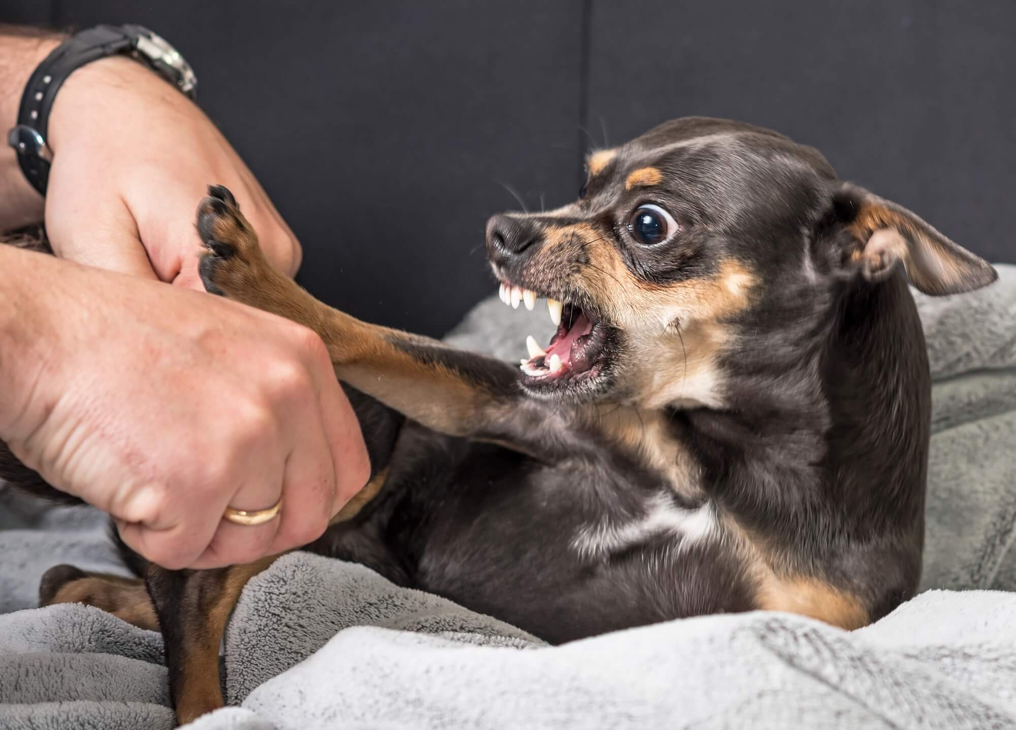 Dog Bite Liability Insurance